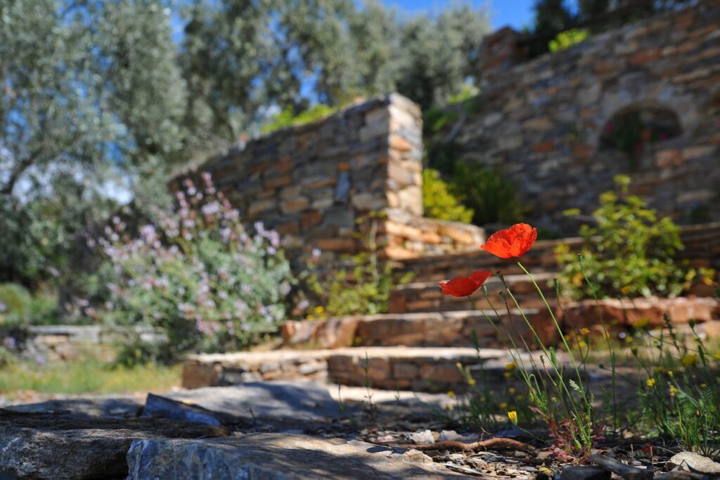 pexels-photo-68470 Close-up of red poppies blooming in a rustic garden with a blurred stone wall background.